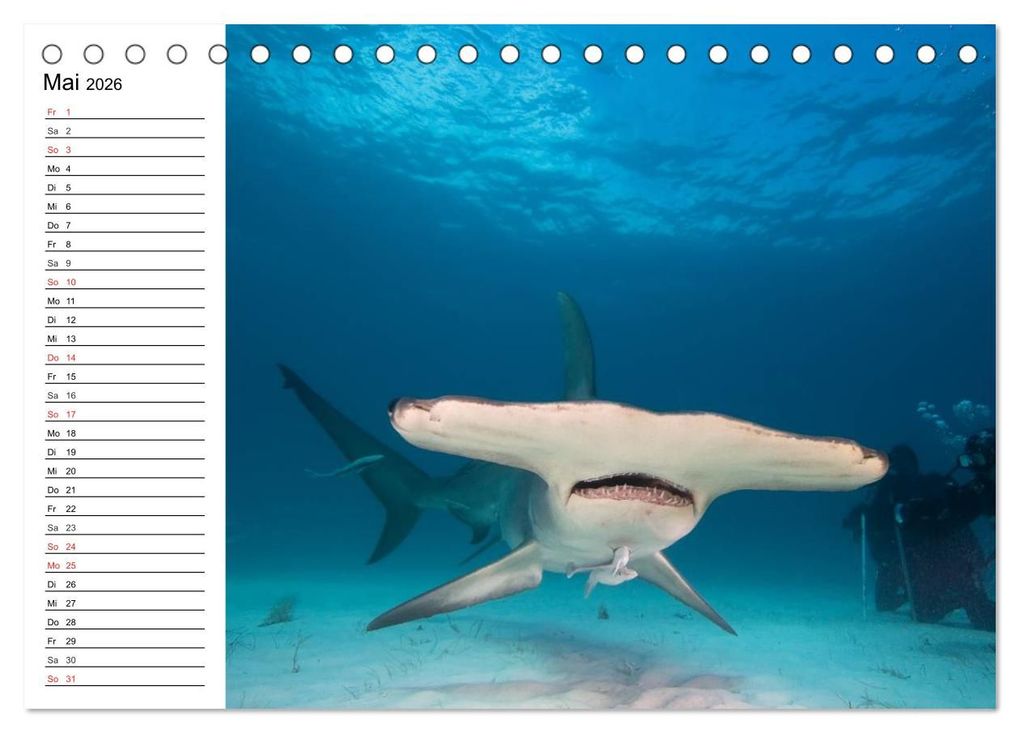 Weitere Ansicht: Tauchen - Abenteuer in Neptuns Wunderwelt (Tischkalender 2026 DIN A5 quer), CALVENDO Monatskalender | Elisabeth Stanzer, Calvendo