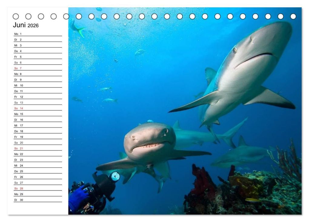 Weitere Ansicht: Tauchen - Abenteuer in Neptuns Wunderwelt (Tischkalender 2026 DIN A5 quer), CALVENDO Monatskalender | Elisabeth Stanzer, Calvendo