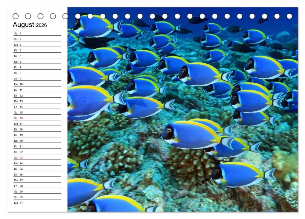 Weitere Ansicht: Tauchen - Abenteuer in Neptuns Wunderwelt (Tischkalender 2026 DIN A5 quer), CALVENDO Monatskalender | Elisabeth Stanzer, Calvendo