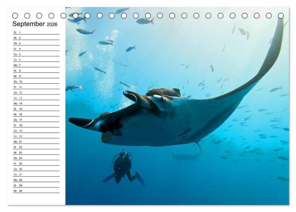 Weitere Ansicht: Tauchen - Abenteuer in Neptuns Wunderwelt (Tischkalender 2026 DIN A5 quer), CALVENDO Monatskalender | Elisabeth Stanzer, Calvendo