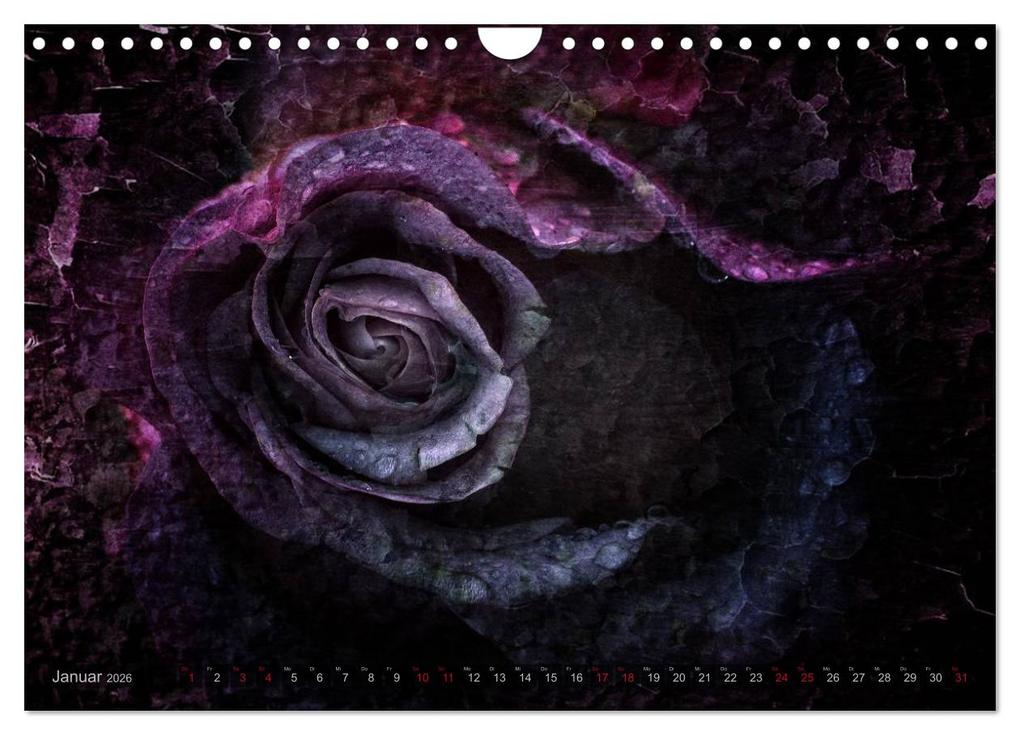 Weitere Ansicht: Gothic Rose - Rosen aus dem Garten der Finsternis (Wandkalender 2026 DIN A4 quer), CALVENDO Monatskalender | Martina Cross, Calvendo