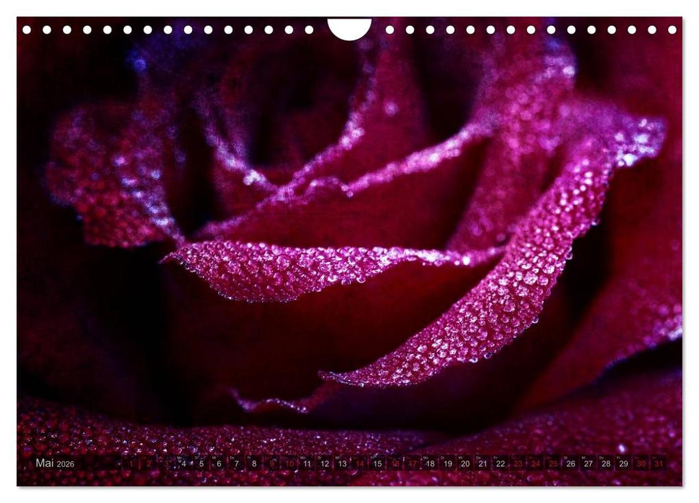 Weitere Ansicht: Gothic Rose - Rosen aus dem Garten der Finsternis (Wandkalender 2026 DIN A4 quer), CALVENDO Monatskalender | Martina Cross, Calvendo