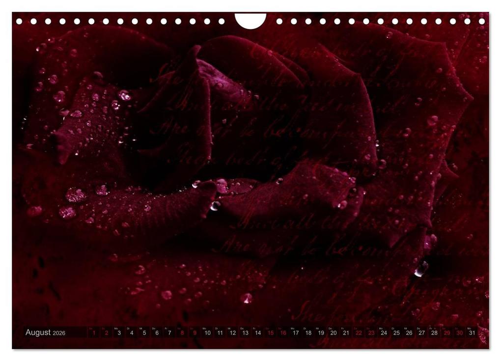 Weitere Ansicht: Gothic Rose - Rosen aus dem Garten der Finsternis (Wandkalender 2026 DIN A4 quer), CALVENDO Monatskalender | Martina Cross, Calvendo