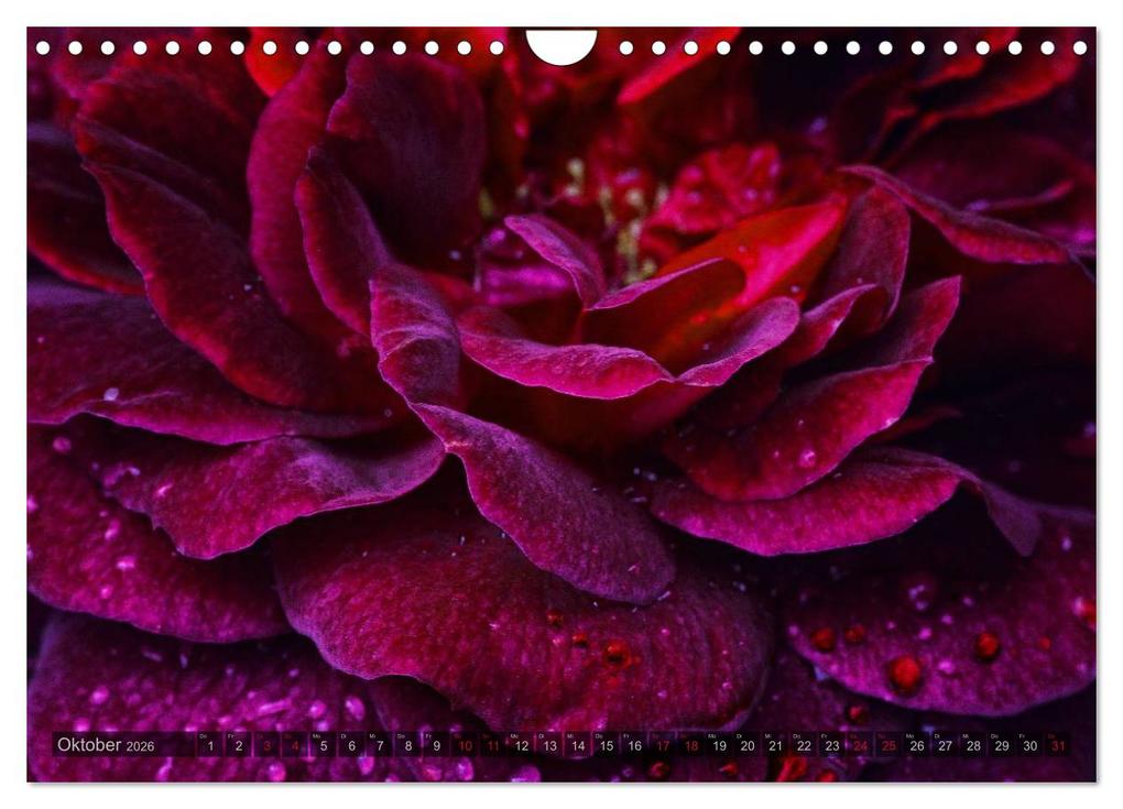 Weitere Ansicht: Gothic Rose - Rosen aus dem Garten der Finsternis (Wandkalender 2026 DIN A4 quer), CALVENDO Monatskalender | Martina Cross, Calvendo