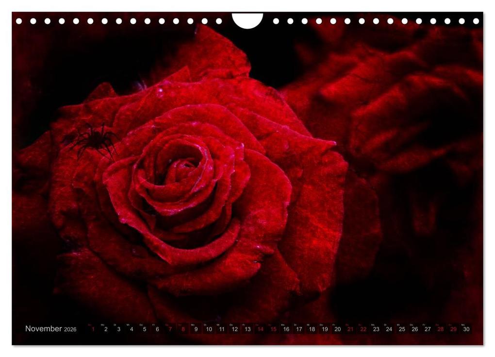 Weitere Ansicht: Gothic Rose - Rosen aus dem Garten der Finsternis (Wandkalender 2026 DIN A4 quer), CALVENDO Monatskalender | Martina Cross, Calvendo