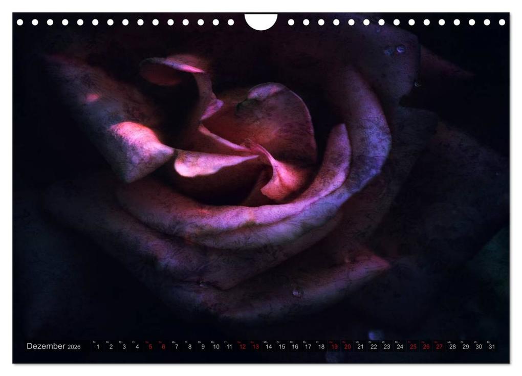 Weitere Ansicht: Gothic Rose - Rosen aus dem Garten der Finsternis (Wandkalender 2026 DIN A4 quer), CALVENDO Monatskalender | Martina Cross, Calvendo
