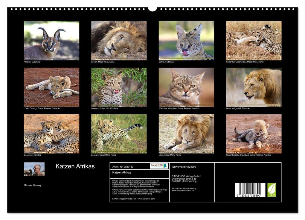 Weitere Ansicht: Katzen Afrikas (hochwertiger Premium Wandkalender 2026 DIN A2 quer), Kunstdruck in Hochglanz | Michael Herzog, Calvendo