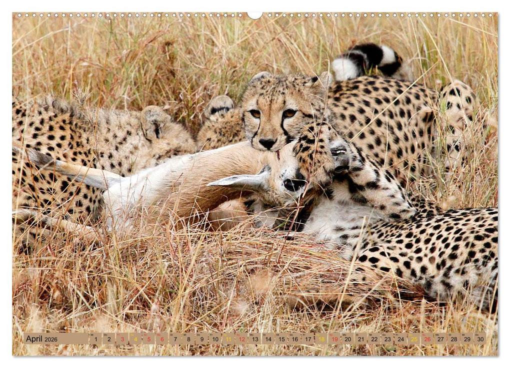 Weitere Ansicht: Katzen Afrikas (hochwertiger Premium Wandkalender 2026 DIN A2 quer), Kunstdruck in Hochglanz | Michael Herzog, Calvendo