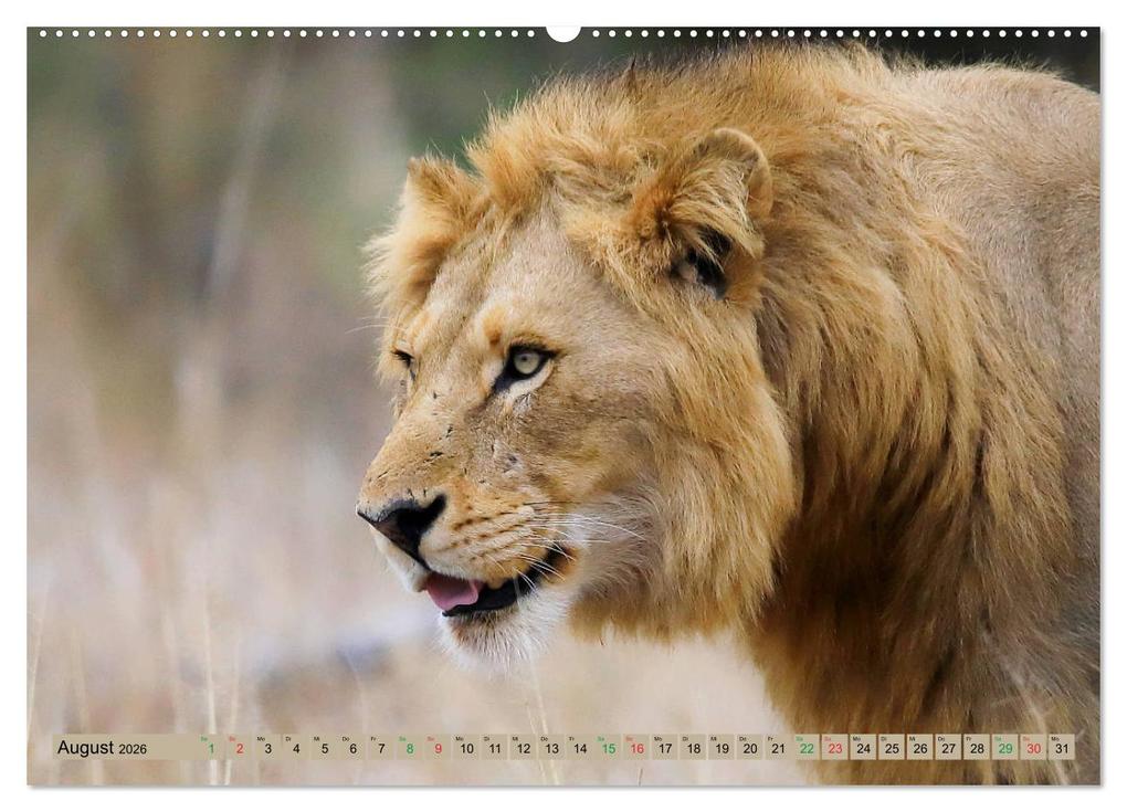 Weitere Ansicht: Katzen Afrikas (hochwertiger Premium Wandkalender 2026 DIN A2 quer), Kunstdruck in Hochglanz | Michael Herzog, Calvendo