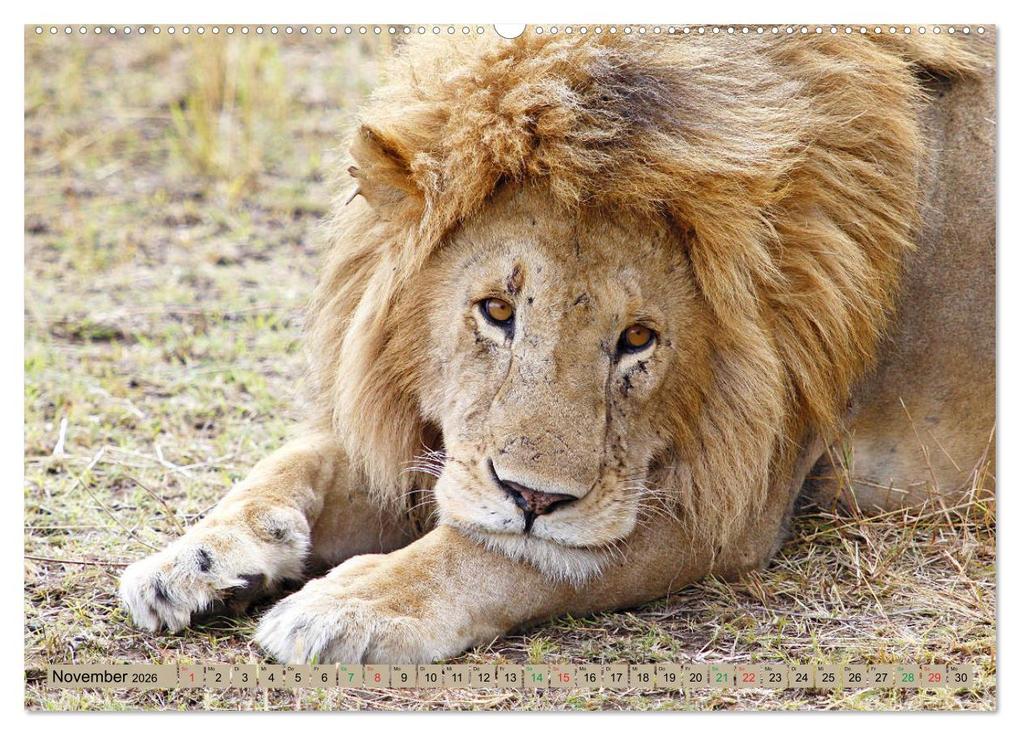Weitere Ansicht: Katzen Afrikas (hochwertiger Premium Wandkalender 2026 DIN A2 quer), Kunstdruck in Hochglanz | Michael Herzog, Calvendo