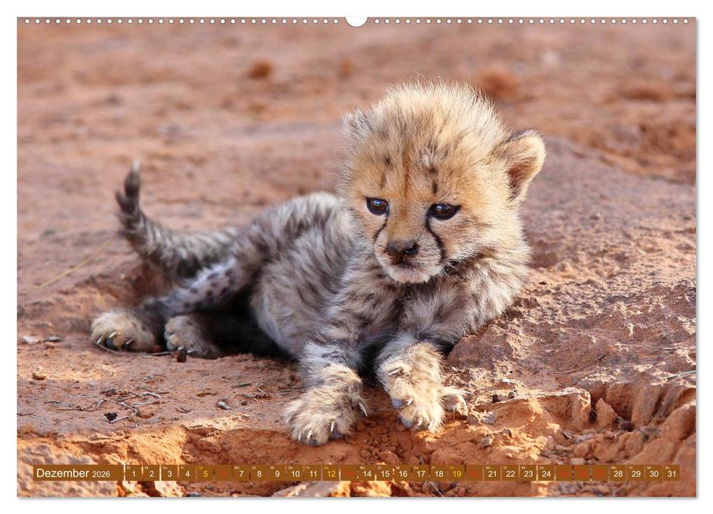 Weitere Ansicht: Katzen Afrikas (hochwertiger Premium Wandkalender 2026 DIN A2 quer), Kunstdruck in Hochglanz | Michael Herzog, Calvendo