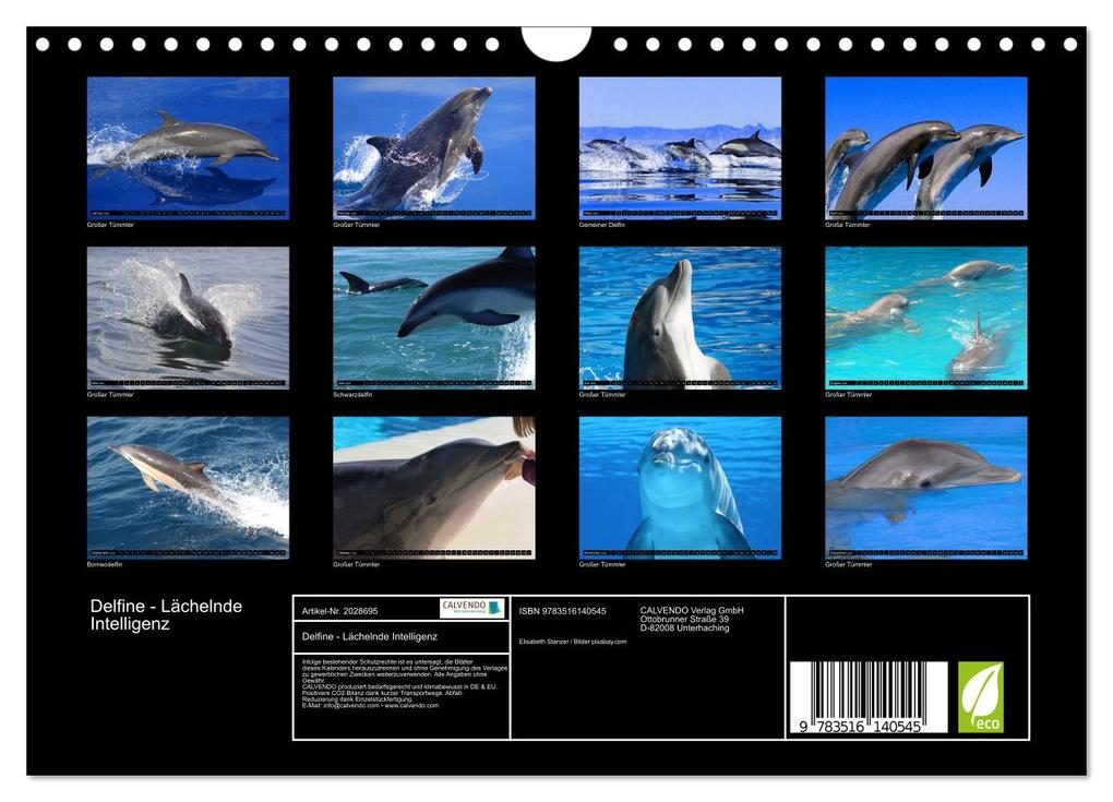 Weitere Ansicht: Delfine - Lächelnde Intelligenz (Wandkalender 2026 DIN A4 quer), CALVENDO Monatskalender | Elisabeth Stanzer, Calvendo