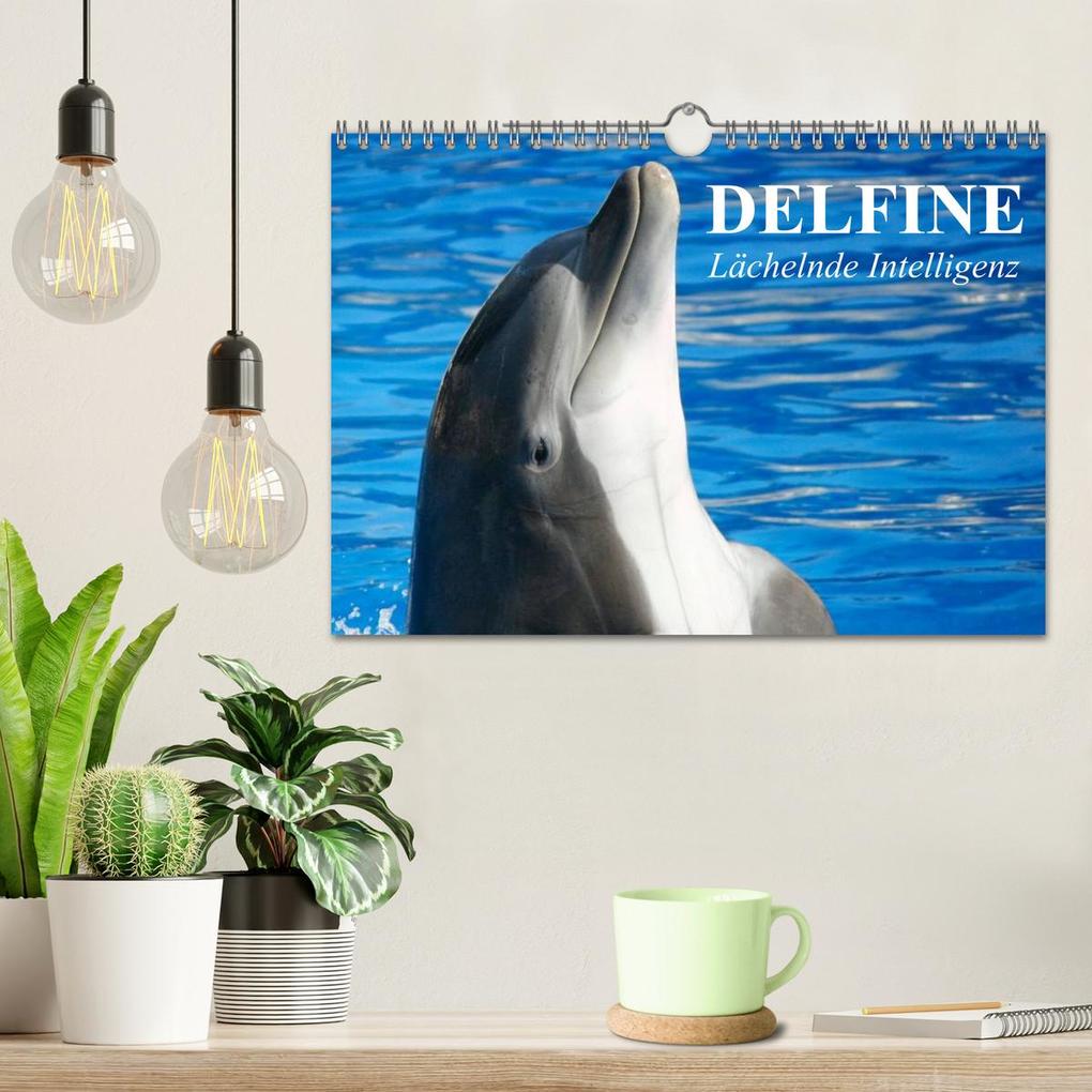 Weitere Ansicht: Delfine - Lächelnde Intelligenz (Wandkalender 2026 DIN A4 quer), CALVENDO Monatskalender | Elisabeth Stanzer, Calvendo