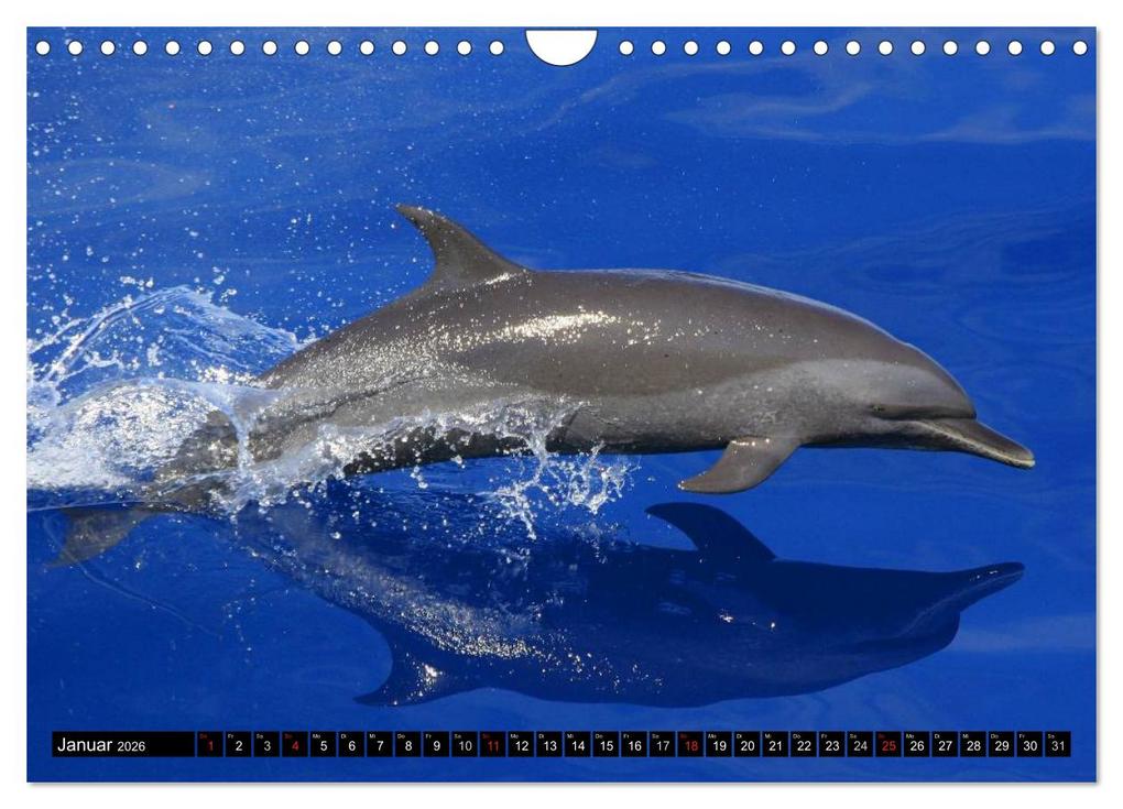 Weitere Ansicht: Delfine - Lächelnde Intelligenz (Wandkalender 2026 DIN A4 quer), CALVENDO Monatskalender | Elisabeth Stanzer, Calvendo