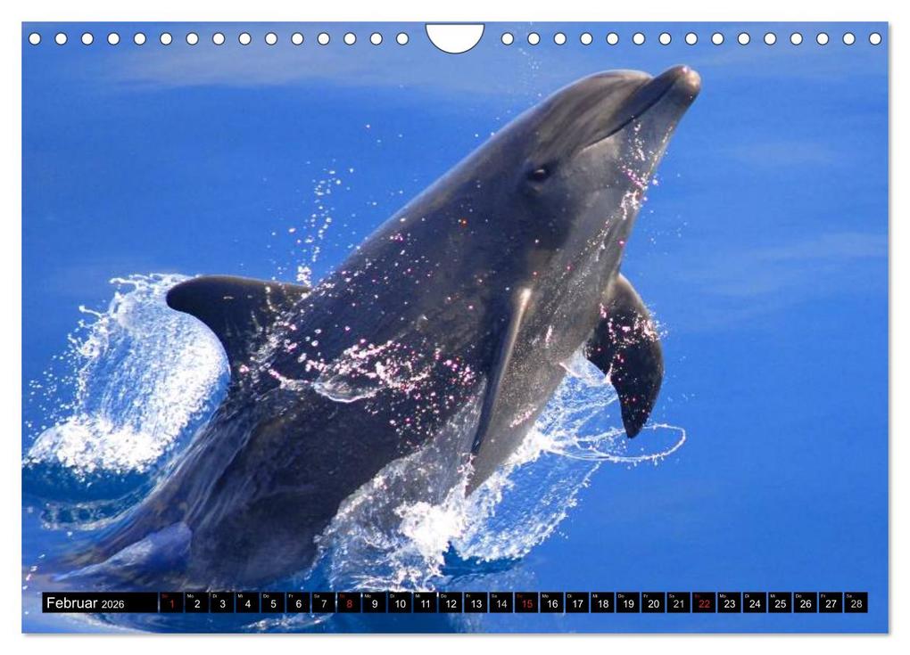 Weitere Ansicht: Delfine - Lächelnde Intelligenz (Wandkalender 2026 DIN A4 quer), CALVENDO Monatskalender | Elisabeth Stanzer, Calvendo