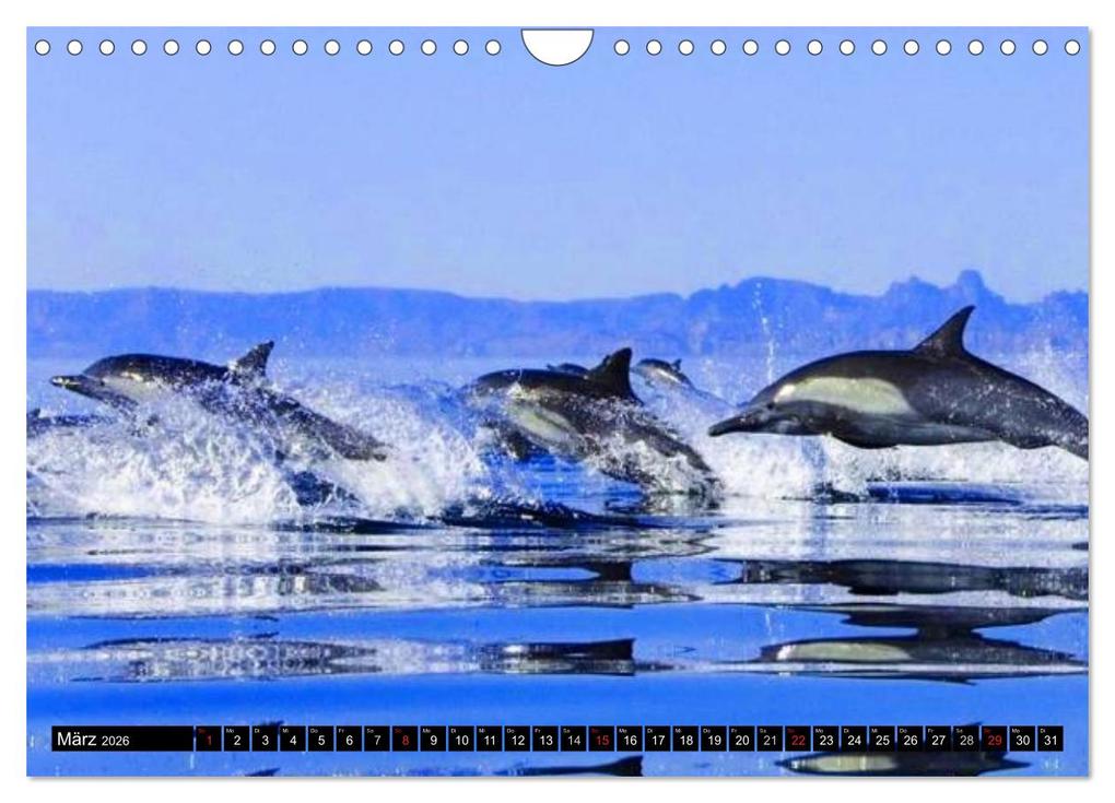 Weitere Ansicht: Delfine - Lächelnde Intelligenz (Wandkalender 2026 DIN A4 quer), CALVENDO Monatskalender | Elisabeth Stanzer, Calvendo