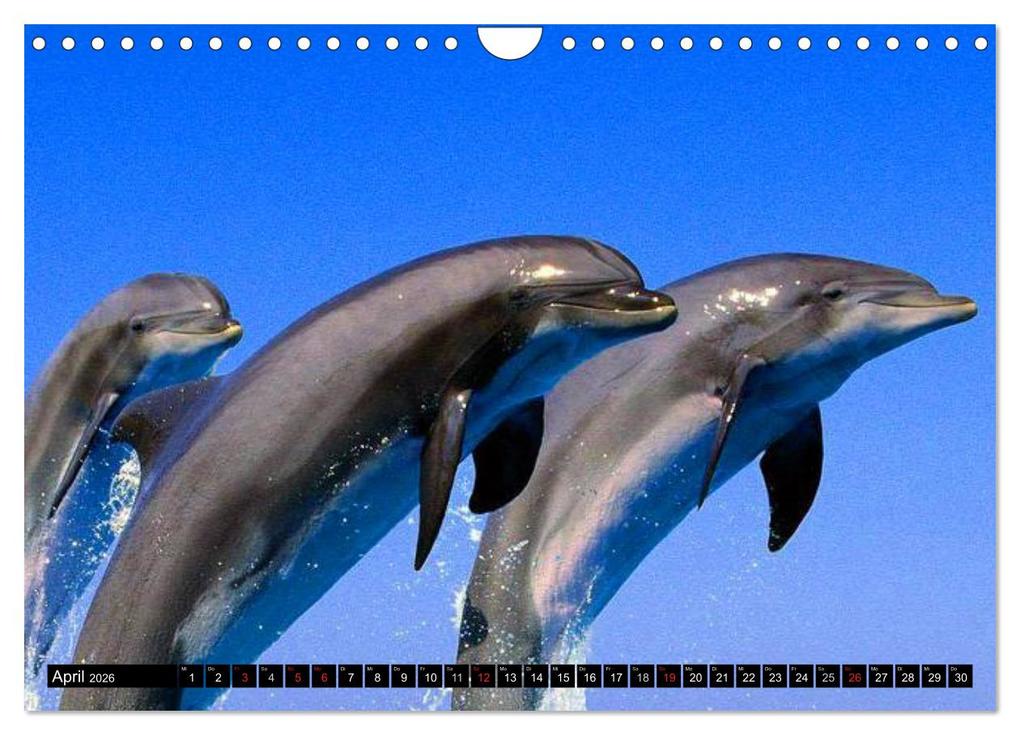 Weitere Ansicht: Delfine - Lächelnde Intelligenz (Wandkalender 2026 DIN A4 quer), CALVENDO Monatskalender | Elisabeth Stanzer, Calvendo