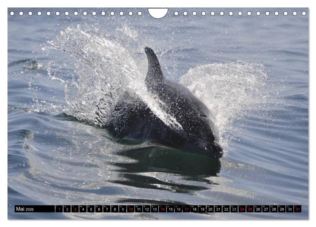 Weitere Ansicht: Delfine - Lächelnde Intelligenz (Wandkalender 2026 DIN A4 quer), CALVENDO Monatskalender | Elisabeth Stanzer, Calvendo