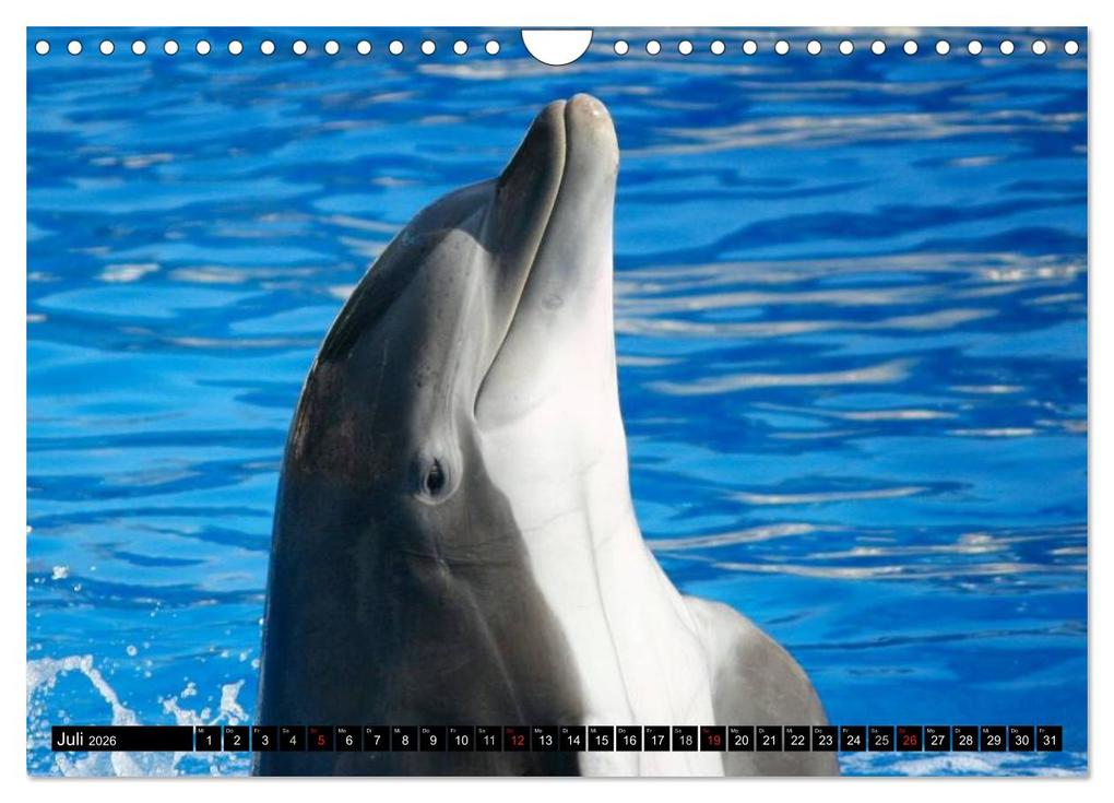 Weitere Ansicht: Delfine - Lächelnde Intelligenz (Wandkalender 2026 DIN A4 quer), CALVENDO Monatskalender | Elisabeth Stanzer, Calvendo