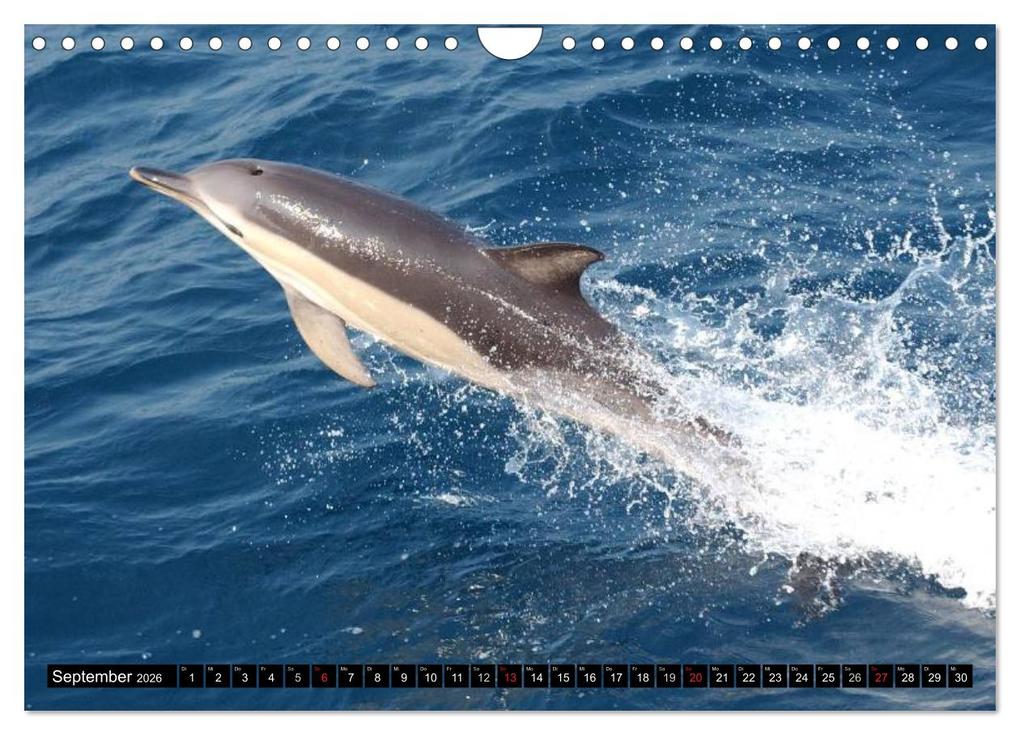 Weitere Ansicht: Delfine - Lächelnde Intelligenz (Wandkalender 2026 DIN A4 quer), CALVENDO Monatskalender | Elisabeth Stanzer, Calvendo