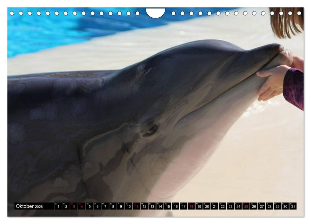 Weitere Ansicht: Delfine - Lächelnde Intelligenz (Wandkalender 2026 DIN A4 quer), CALVENDO Monatskalender | Elisabeth Stanzer, Calvendo