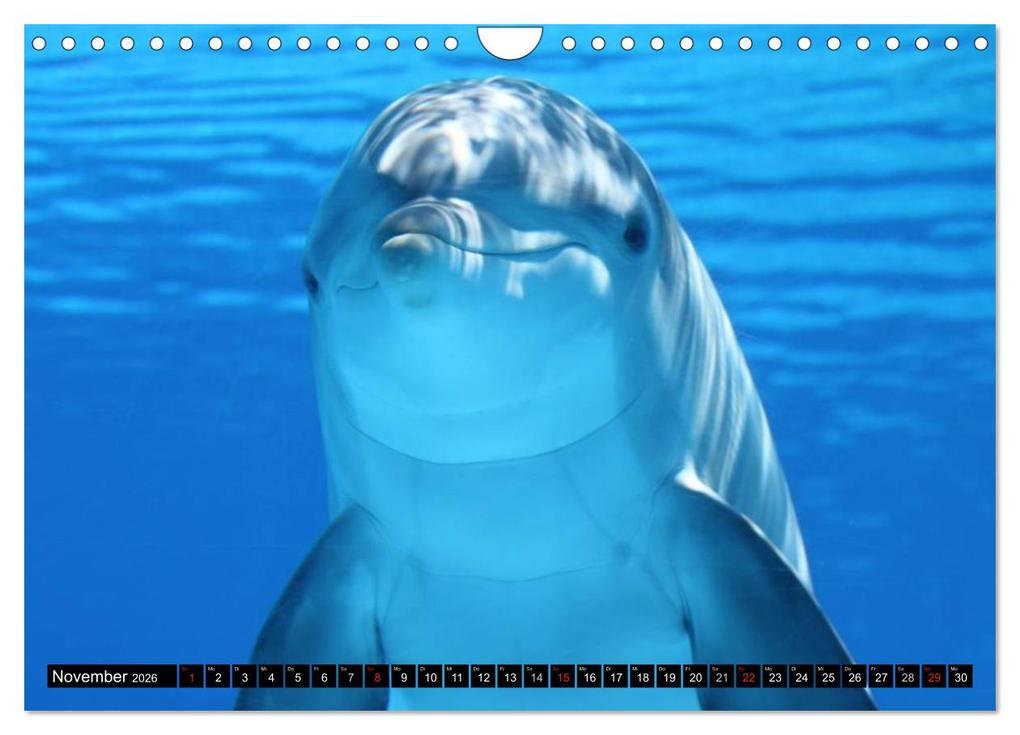 Weitere Ansicht: Delfine - Lächelnde Intelligenz (Wandkalender 2026 DIN A4 quer), CALVENDO Monatskalender | Elisabeth Stanzer, Calvendo