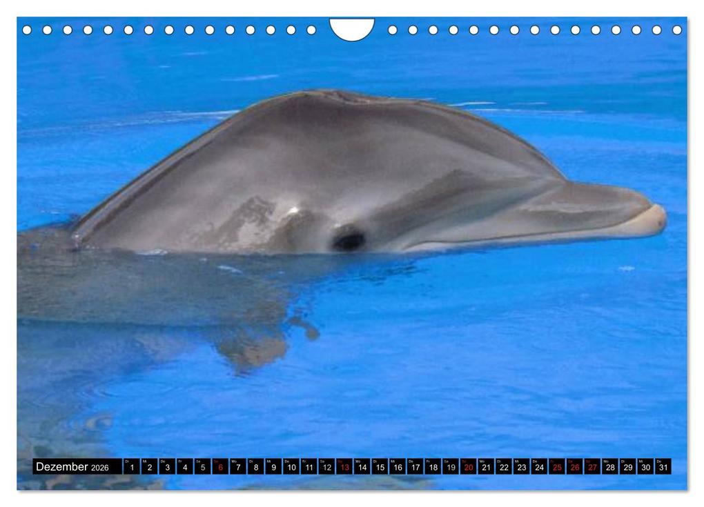 Weitere Ansicht: Delfine - Lächelnde Intelligenz (Wandkalender 2026 DIN A4 quer), CALVENDO Monatskalender | Elisabeth Stanzer, Calvendo