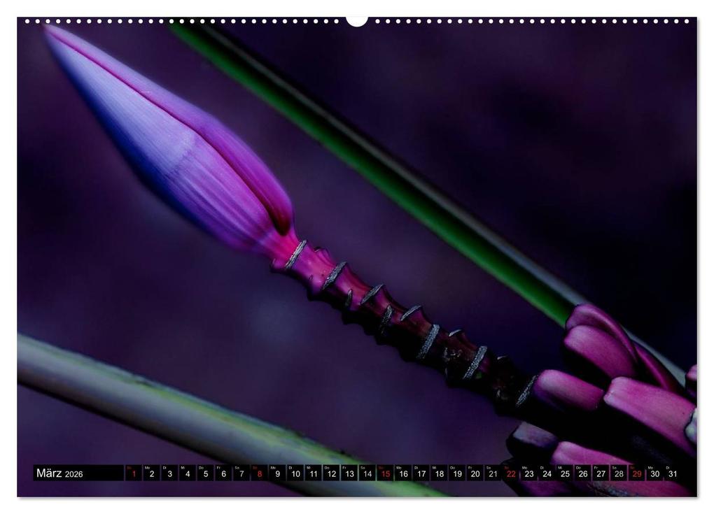 Weitere Ansicht: Flowers / 2026 (hochwertiger Premium Wandkalender 2026 DIN A2 quer), Kunstdruck in Hochglanz | Axel und Max Waldecker, Calvendo