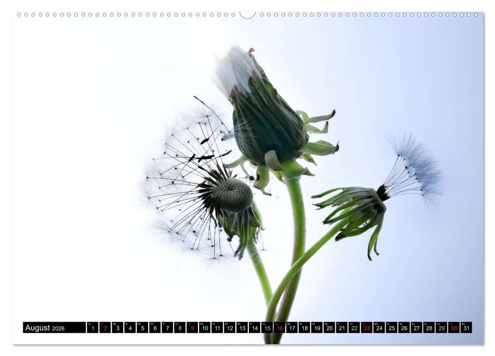 Weitere Ansicht: Flowers / 2026 (hochwertiger Premium Wandkalender 2026 DIN A2 quer), Kunstdruck in Hochglanz | Axel und Max Waldecker, Calvendo