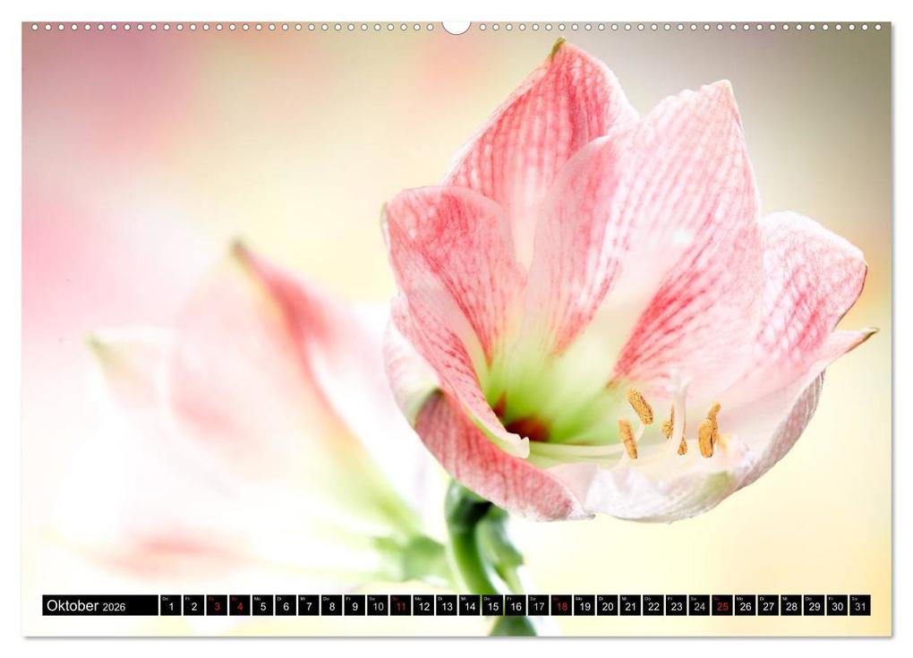 Weitere Ansicht: Flowers / 2026 (hochwertiger Premium Wandkalender 2026 DIN A2 quer), Kunstdruck in Hochglanz | Axel und Max Waldecker, Calvendo