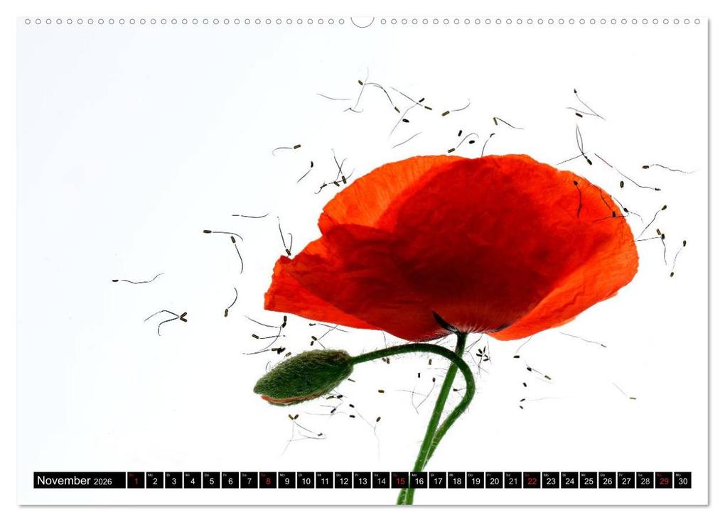 Weitere Ansicht: Flowers / 2026 (hochwertiger Premium Wandkalender 2026 DIN A2 quer), Kunstdruck in Hochglanz | Axel und Max Waldecker, Calvendo