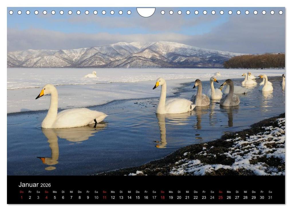 Weitere Ansicht: Vögel & Landschaften (Wandkalender 2026 DIN A4 quer), CALVENDO Monatskalender | birdimagency.com birdimagency.com, Calvendo, Birdimagency.com