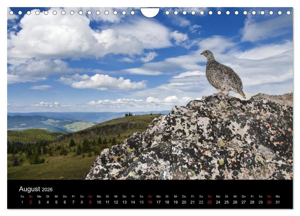 Weitere Ansicht: Vögel & Landschaften (Wandkalender 2026 DIN A4 quer), CALVENDO Monatskalender | birdimagency.com birdimagency.com, Calvendo, Birdimagency.com