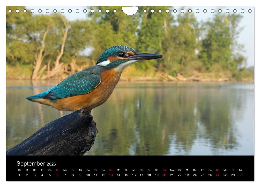 Weitere Ansicht: Vögel & Landschaften (Wandkalender 2026 DIN A4 quer), CALVENDO Monatskalender | birdimagency.com birdimagency.com, Calvendo, Birdimagency.com