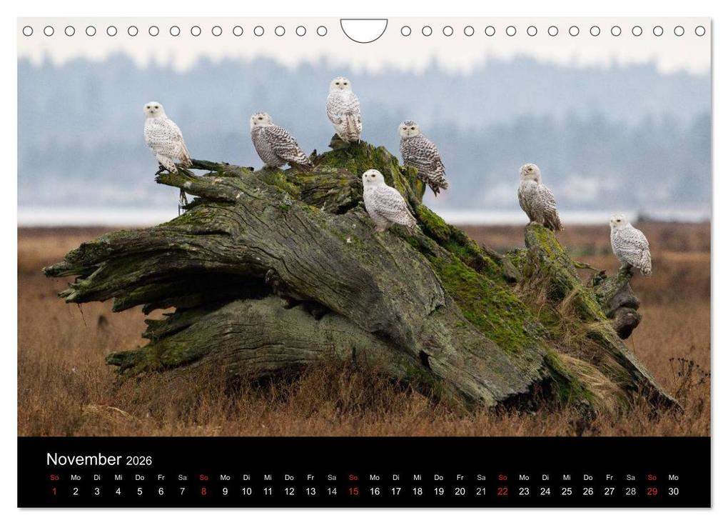 Weitere Ansicht: Vögel & Landschaften (Wandkalender 2026 DIN A4 quer), CALVENDO Monatskalender | birdimagency.com birdimagency.com, Calvendo, Birdimagency.com