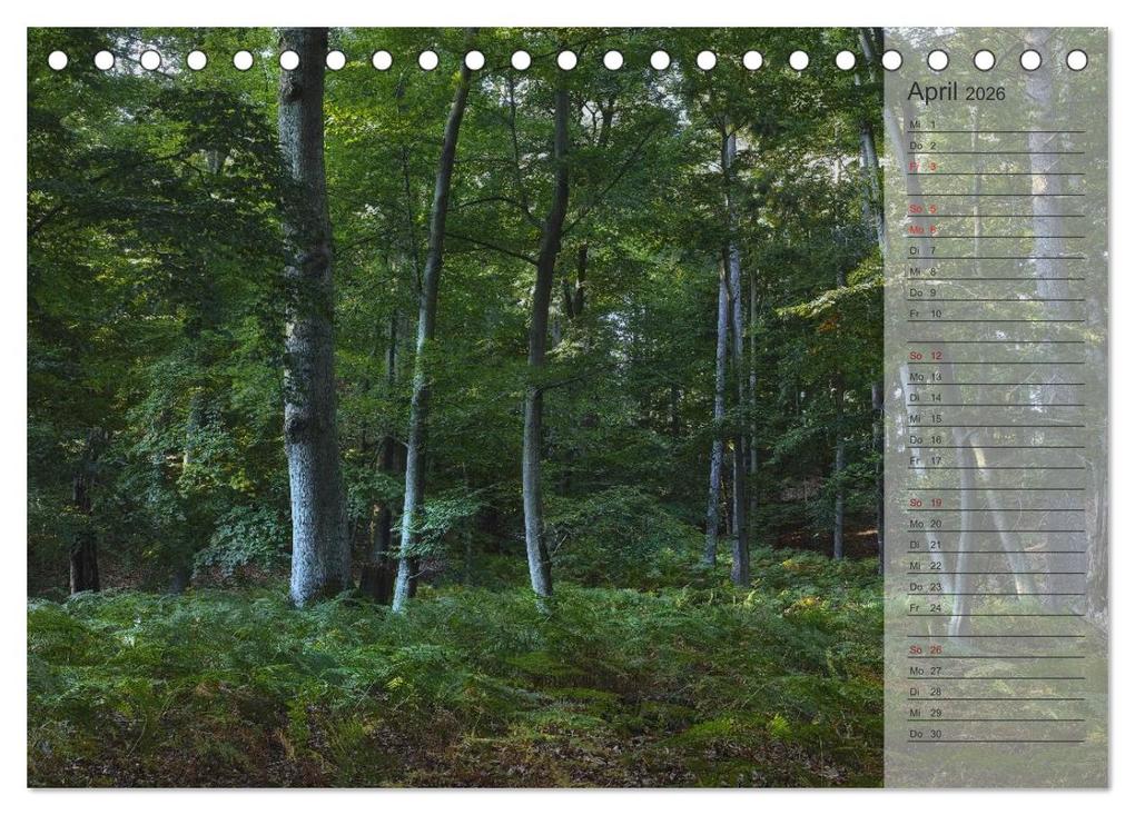 Weitere Ansicht: Unser Wald - Magische Sichten in norddeutsche Wälder / Geburtstagskalender (Tischkalender 2026 DIN A5 quer), CALVENDO Monatskalender | Heike Langenkamp, Calvendo