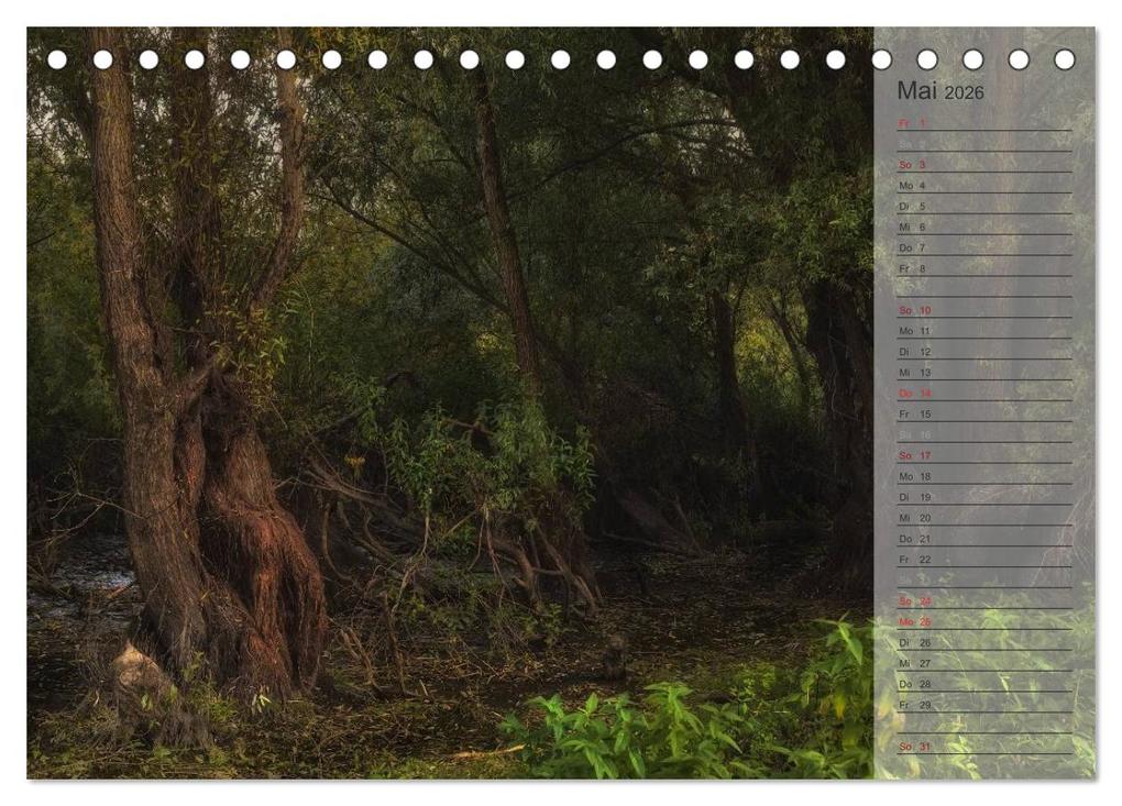 Weitere Ansicht: Unser Wald - Magische Sichten in norddeutsche Wälder / Geburtstagskalender (Tischkalender 2026 DIN A5 quer), CALVENDO Monatskalender | Heike Langenkamp, Calvendo