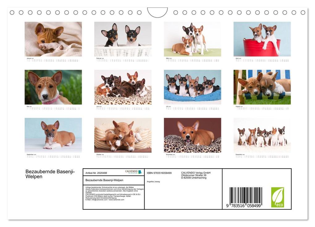 Weitere Ansicht: Bezaubernde Basenji-Welpen (Wandkalender 2026 DIN A4 quer), CALVENDO Monatskalender | Angelika Joswig, Calvendo