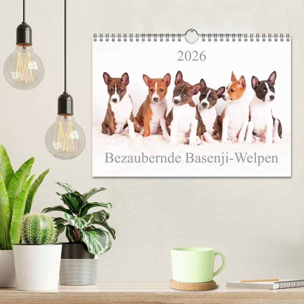 Weitere Ansicht: Bezaubernde Basenji-Welpen (Wandkalender 2026 DIN A4 quer), CALVENDO Monatskalender | Angelika Joswig, Calvendo