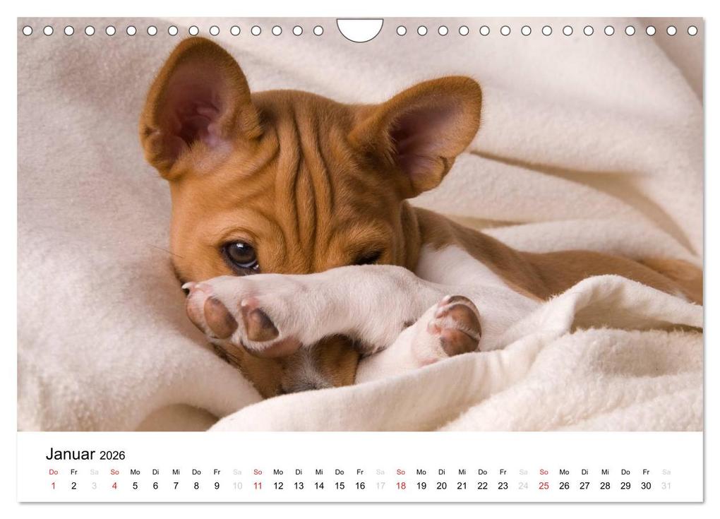 Weitere Ansicht: Bezaubernde Basenji-Welpen (Wandkalender 2026 DIN A4 quer), CALVENDO Monatskalender | Angelika Joswig, Calvendo