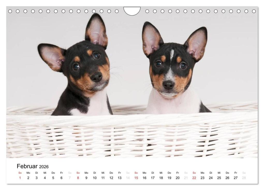 Weitere Ansicht: Bezaubernde Basenji-Welpen (Wandkalender 2026 DIN A4 quer), CALVENDO Monatskalender | Angelika Joswig, Calvendo