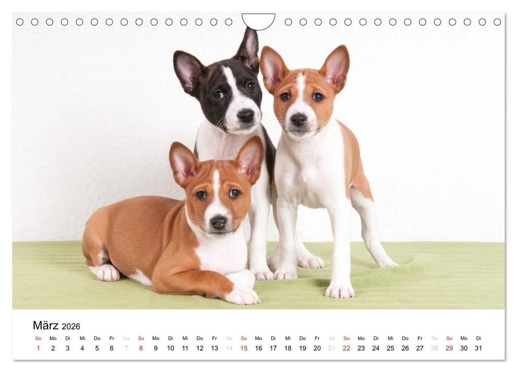 Weitere Ansicht: Bezaubernde Basenji-Welpen (Wandkalender 2026 DIN A4 quer), CALVENDO Monatskalender | Angelika Joswig, Calvendo