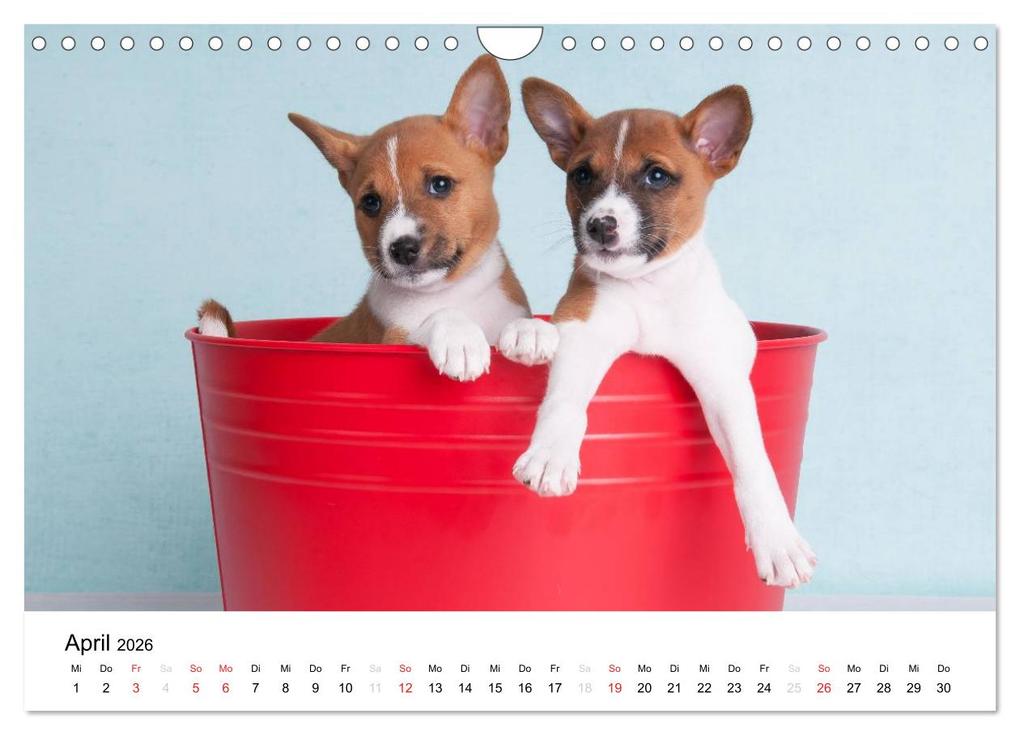 Weitere Ansicht: Bezaubernde Basenji-Welpen (Wandkalender 2026 DIN A4 quer), CALVENDO Monatskalender | Angelika Joswig, Calvendo