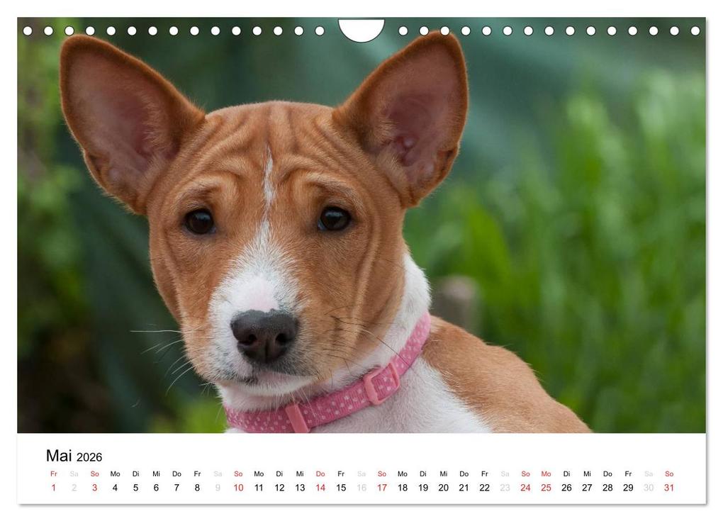 Weitere Ansicht: Bezaubernde Basenji-Welpen (Wandkalender 2026 DIN A4 quer), CALVENDO Monatskalender | Angelika Joswig, Calvendo
