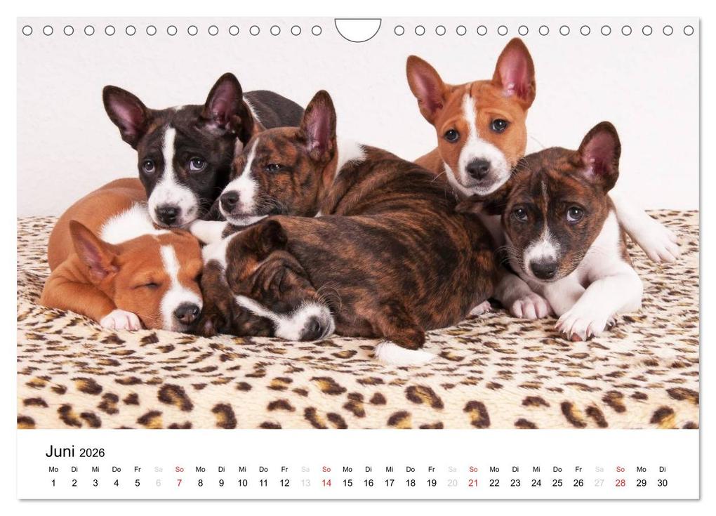 Weitere Ansicht: Bezaubernde Basenji-Welpen (Wandkalender 2026 DIN A4 quer), CALVENDO Monatskalender | Angelika Joswig, Calvendo