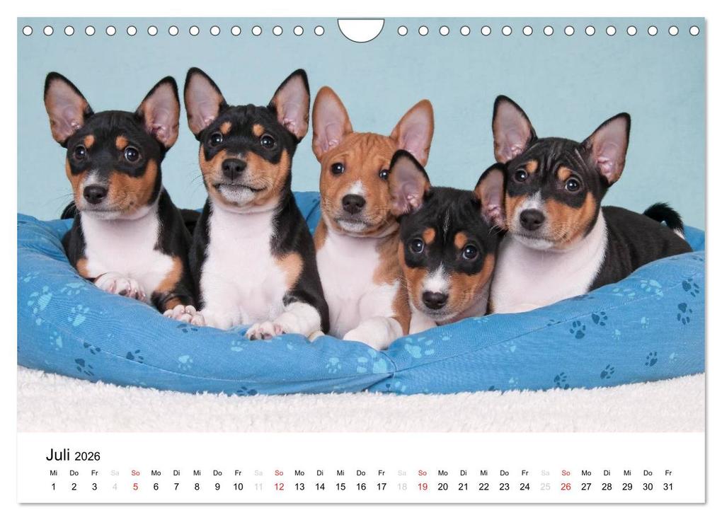 Weitere Ansicht: Bezaubernde Basenji-Welpen (Wandkalender 2026 DIN A4 quer), CALVENDO Monatskalender | Angelika Joswig, Calvendo