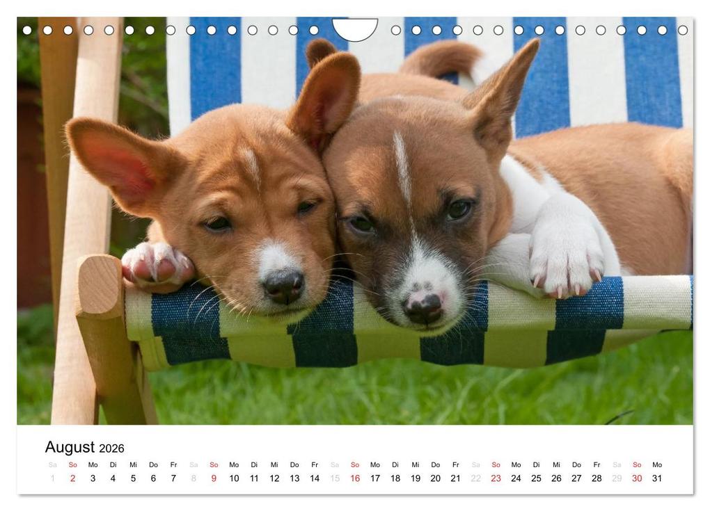 Weitere Ansicht: Bezaubernde Basenji-Welpen (Wandkalender 2026 DIN A4 quer), CALVENDO Monatskalender | Angelika Joswig, Calvendo