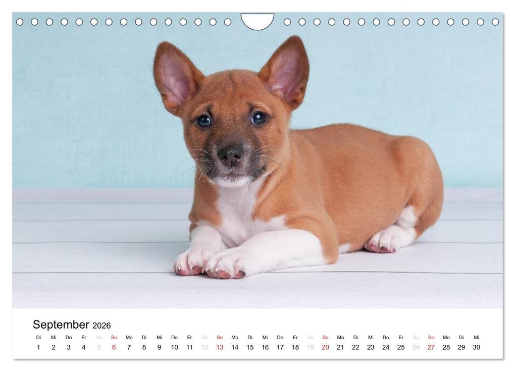 Weitere Ansicht: Bezaubernde Basenji-Welpen (Wandkalender 2026 DIN A4 quer), CALVENDO Monatskalender | Angelika Joswig, Calvendo