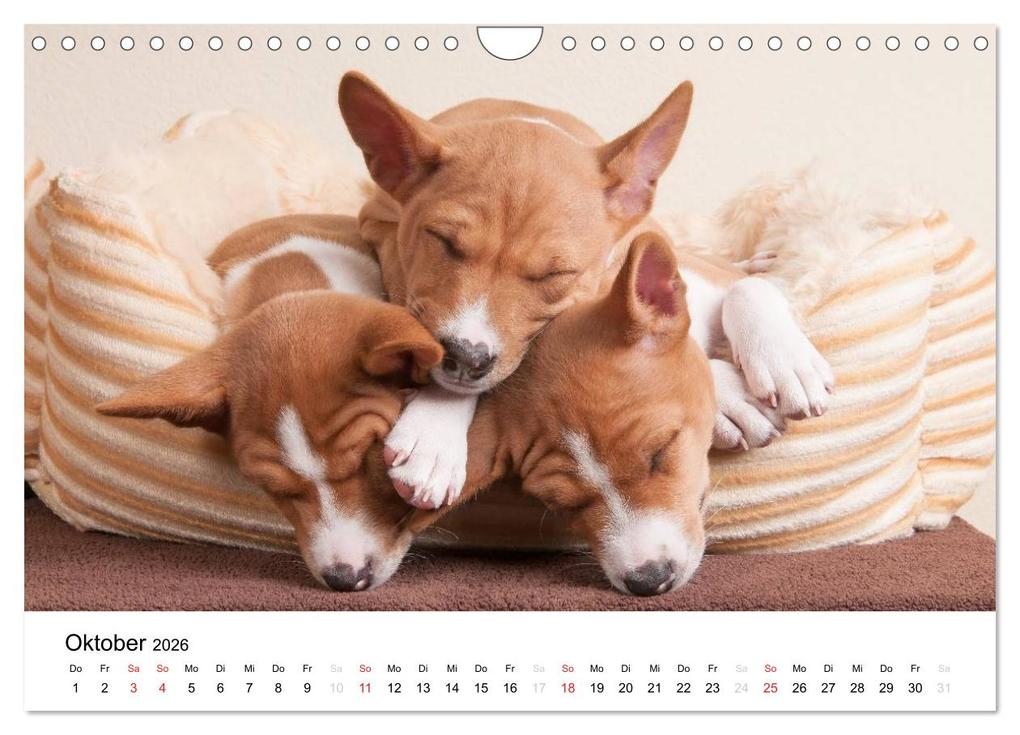 Weitere Ansicht: Bezaubernde Basenji-Welpen (Wandkalender 2026 DIN A4 quer), CALVENDO Monatskalender | Angelika Joswig, Calvendo