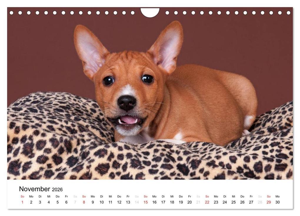 Weitere Ansicht: Bezaubernde Basenji-Welpen (Wandkalender 2026 DIN A4 quer), CALVENDO Monatskalender | Angelika Joswig, Calvendo